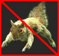 evil-squirrel.jpg