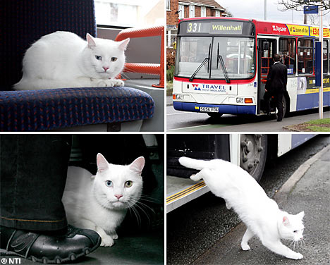 cat_public_trans.jpg