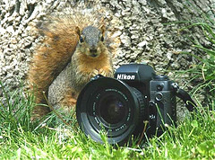 spy_squirrel.jpg