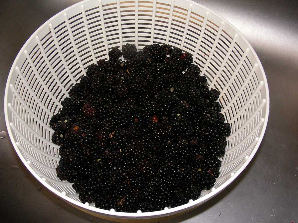 blackberries_washed_seattle